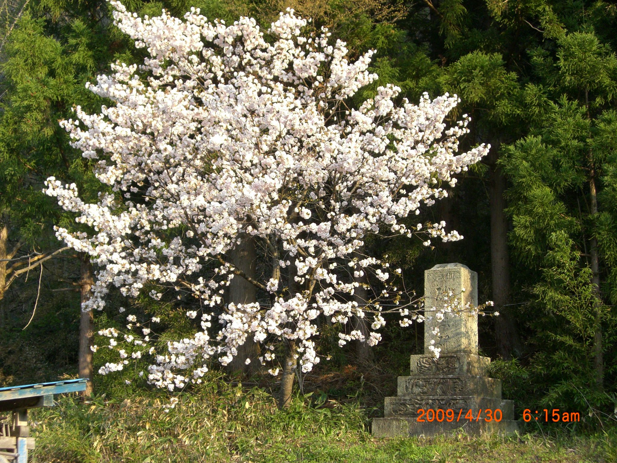 ◆まほろばの里桜回廊　　新田　／：／：