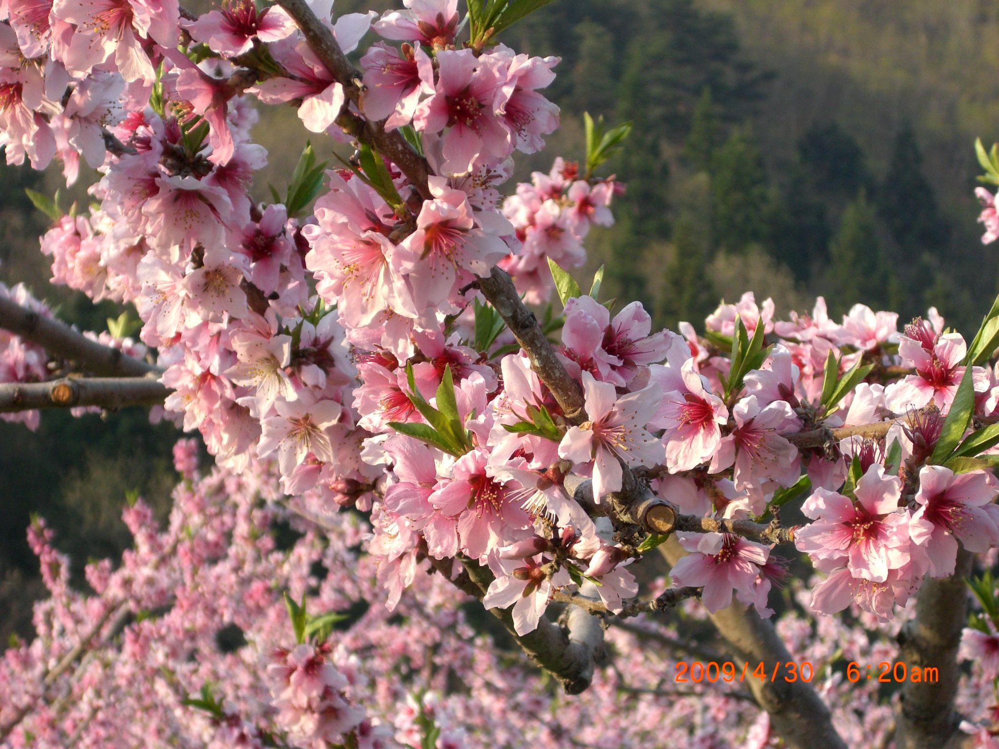 ◆まほろばの里花回廊　　桃の花　　／：／：
