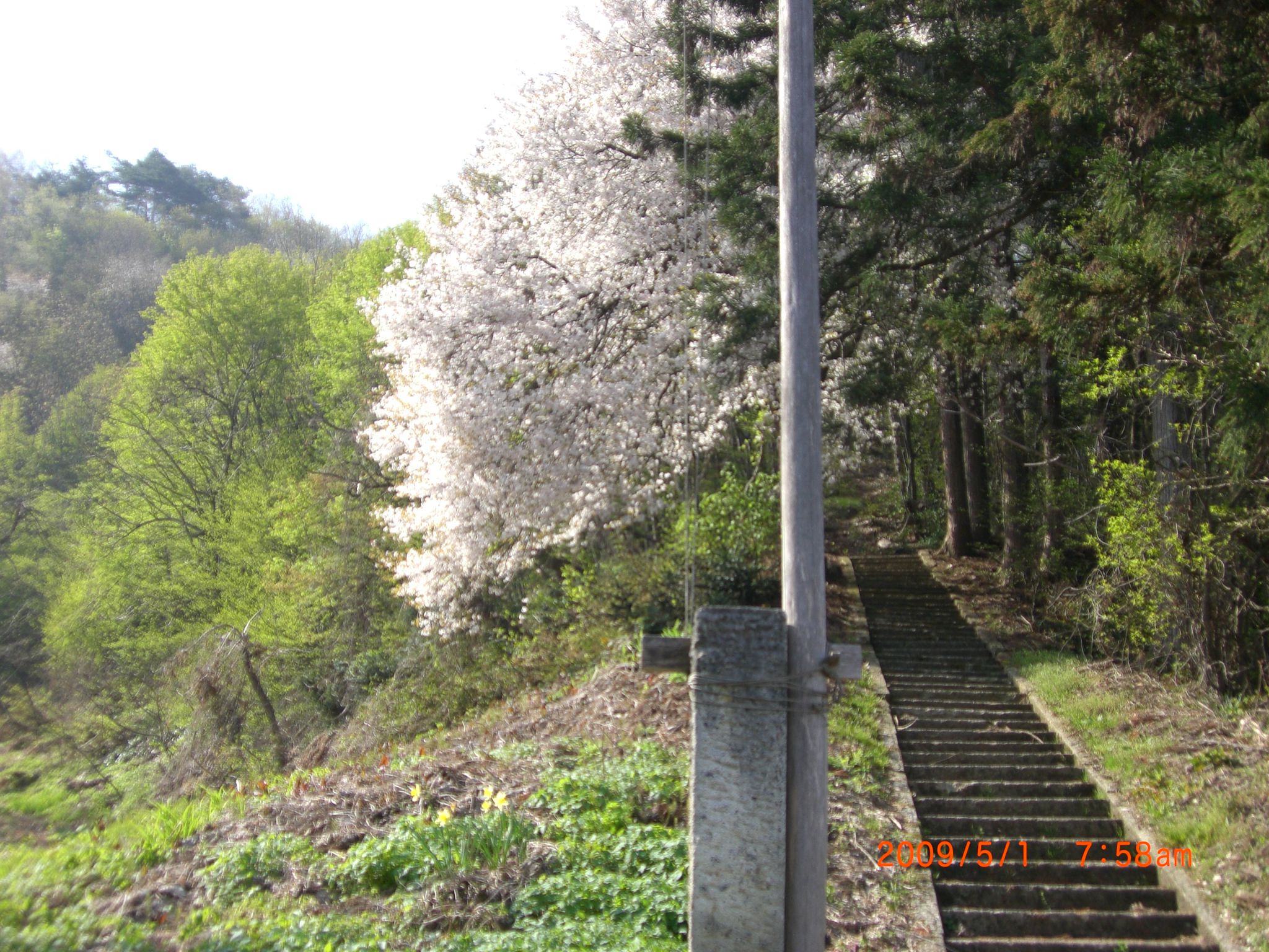 ◆まほろばの里　桜回廊　塩の森口　　／：／：