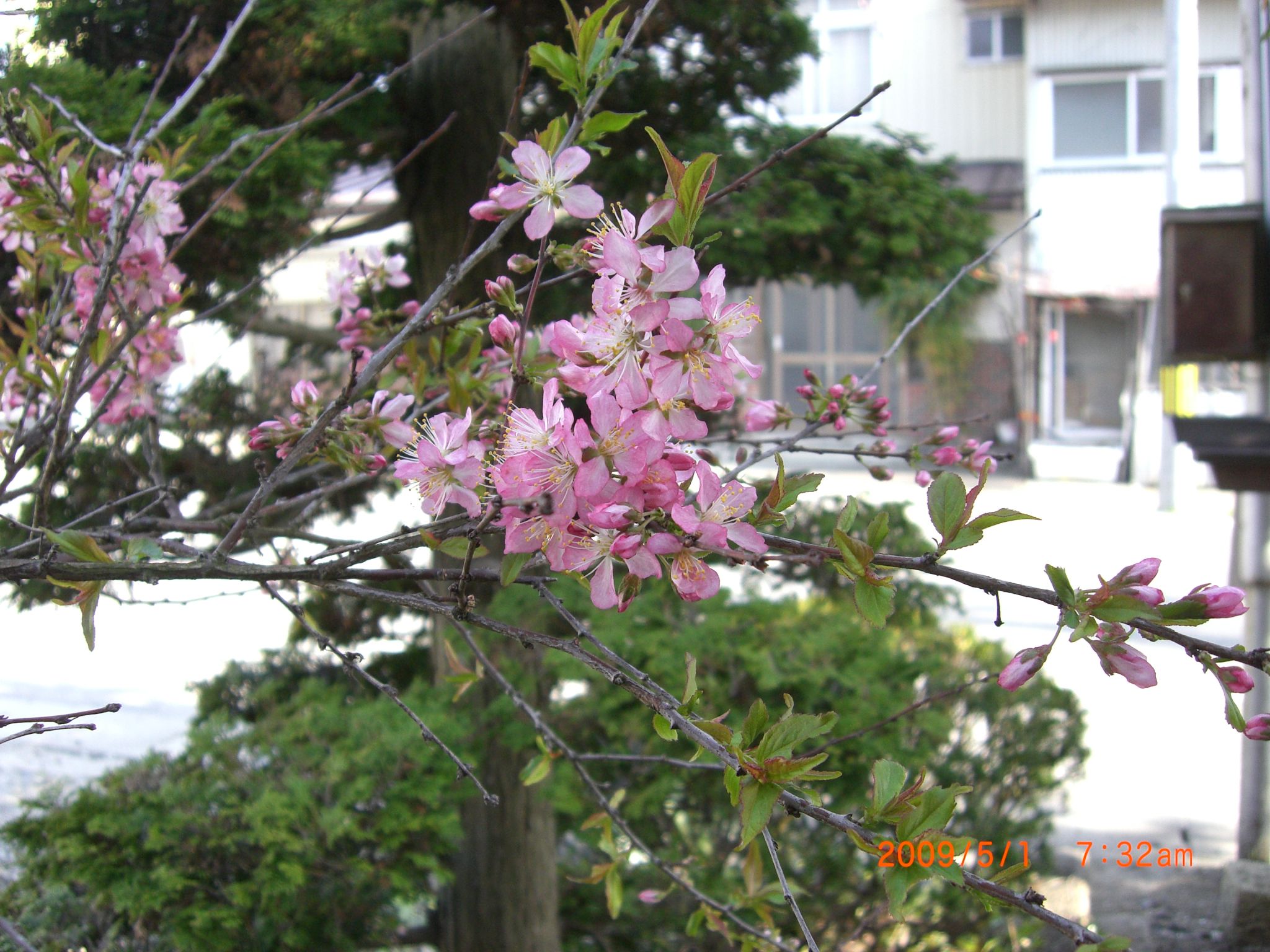 ◆ゆすら梅　満開です。