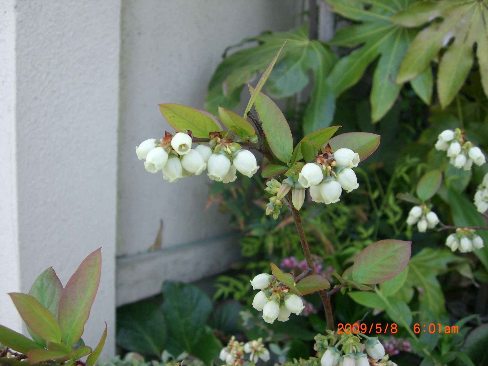 ◆ブルーベーリーの花　　／：／：