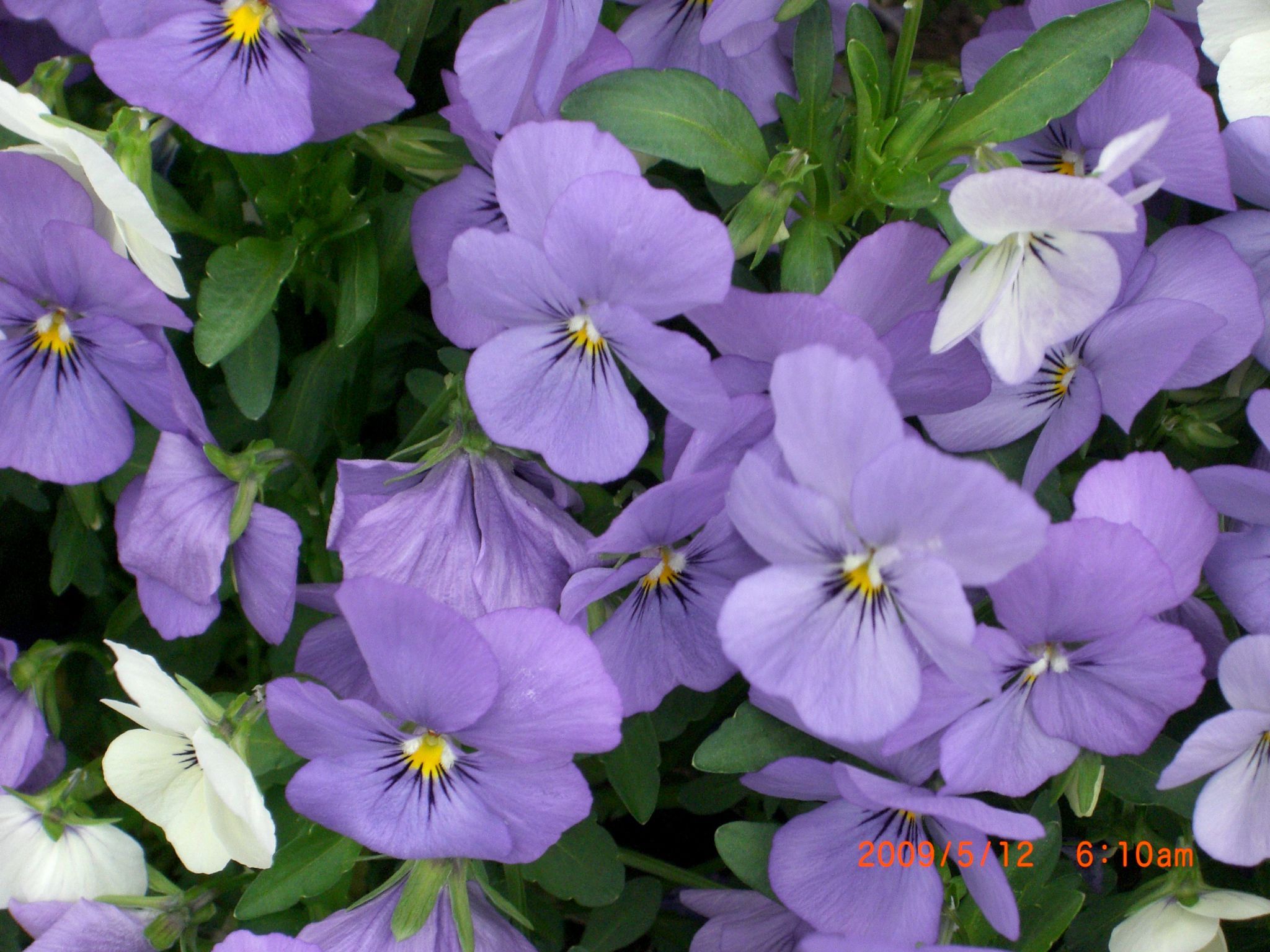 ◆ウオーキングコースの花々　　／：／：