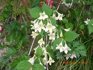 ◆この花何の花　　／：／：