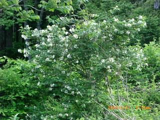 ◆こめごめの花　この花が目印です。　　／：／：