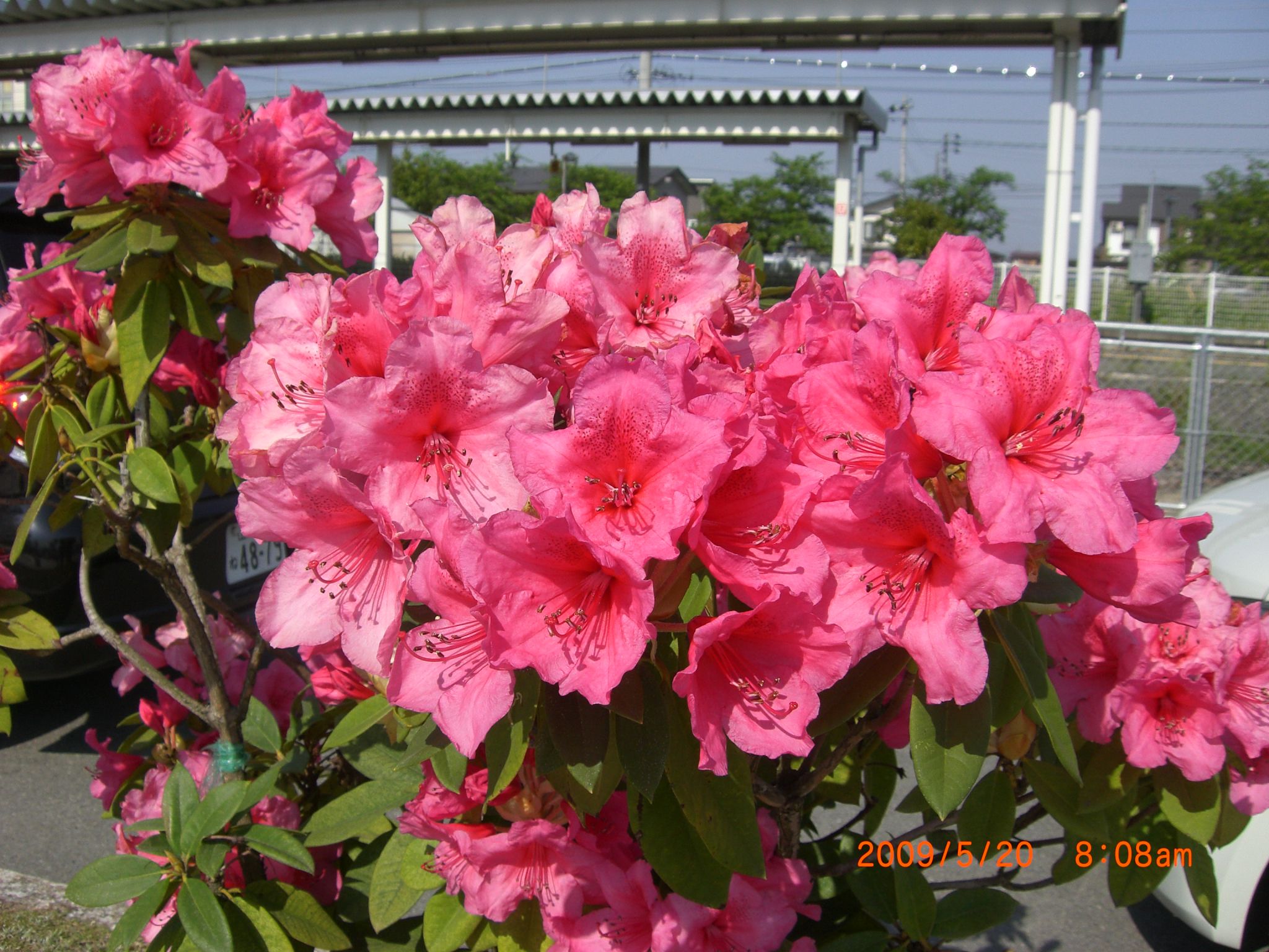 ◆高畠駅前の花　満開です。