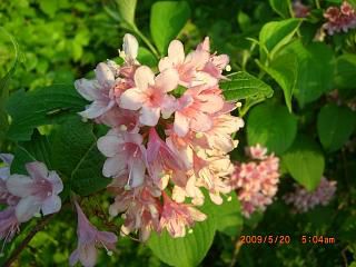 ◆まほろば花回廊　　／：／：／：