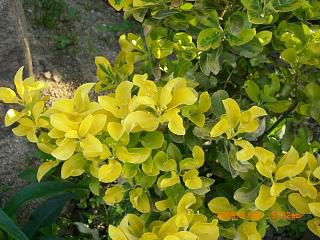 ◆花か葉か　／：／：