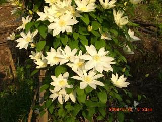 ◆この花の名は　　／：／：／：＠