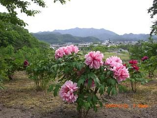 ◆もう一つのボタン園　　／：／：