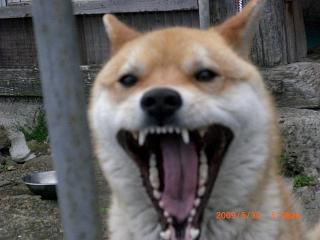◆びっくりワン公　　／：／：＠＠＠