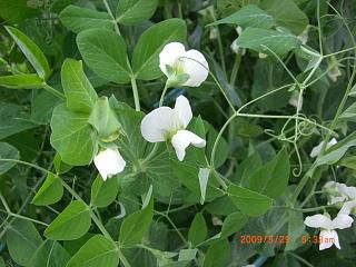 ◆さやえんどうの花　　／：／：＠＠＠