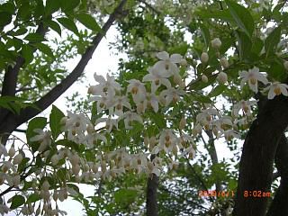 ◆高畠駅前の花　　／：／：＠＠＠