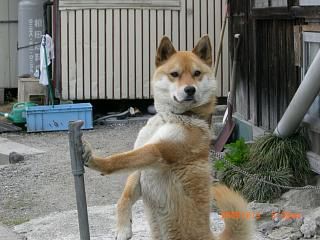 ◆ワン公得意ポーズです。　　／：／：＠＠＠