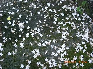 ◆エゴノキ今年は花が多すぎる　　／：／：＠＠＠