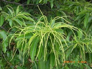◆栗の花も咲きそうです。　　／：／：＠＠＠