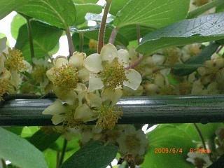 ◆キウイの花　　／：／：＠＠＠