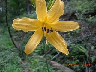 ◆亀岡文殊山の花　　／：／：＠＠＠