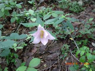 ◆亀岡文殊山の花　　／：／：＠＠＠