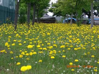 ◆高畠駅前のお花畑　　／：／：＠＠＠
