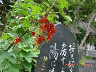 ◆すぐり　赤くなりました。