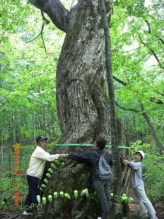 ◆ミズナラの巨木が住んでいます。　＠＠＠＠