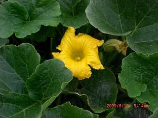 ◆カボチャの花　　＠＠＠＠
