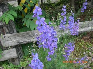 ◆この花は　　　＠＠＠＠