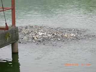 ◆鈴沼の騒ぎ　　　＠＠＠＠