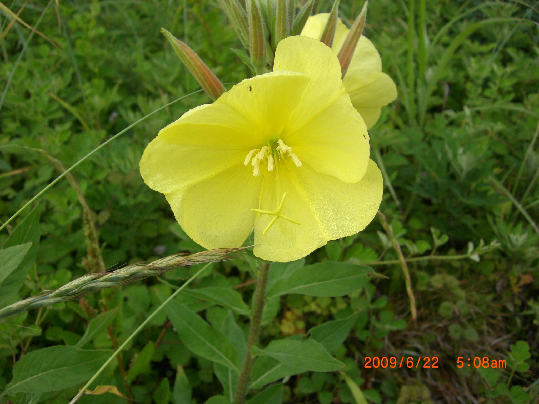 ◆路傍の花　　　＠＠＠＠