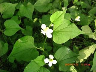 ◆どくだみ　　繁殖中です。　　＠＠＠＠