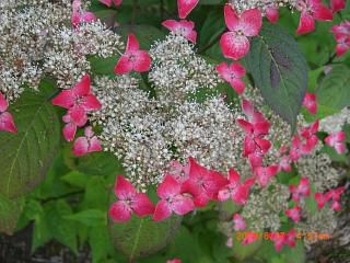 ◆こんな紫陽花もあった＠＠＠＠