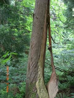 ◆豪士山の生き物　　＠＠＠＠
