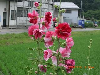 ◆道端の花ばな　　＠＠＠＠