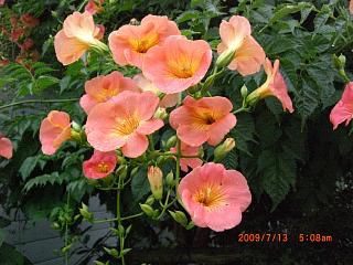 ◆夏の花　　　＠＠＠＠