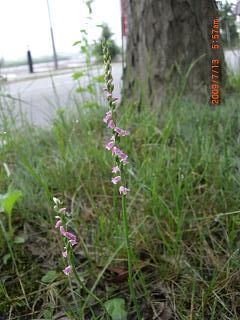 ◆ねじれ花見つけました。　＠＠＠＠