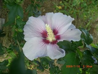 ◆夏の花ばな　　　＠＠＠＠