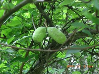 ◆野生のアケビ　楽しみです。　＠＠＠＠