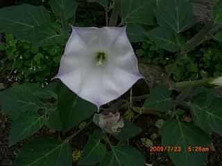◆路傍の花　　＠＠＠＠＠
