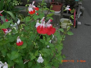 ◆この花の名は　　　＠＠＠＠