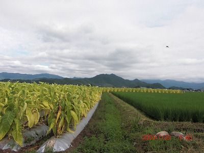 ◆まほろばの里田園風景　　＠＠＠＠