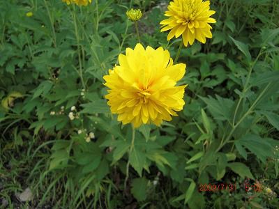 ◆夏の路傍の花　　　＠＠＠＠