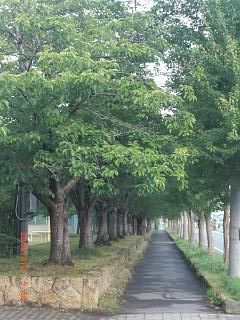 ◆中央公園歩道　　　＠＠＠＠
