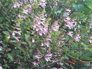 ◆この花は　　＠＠＠＠＠