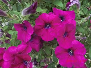 ◆庭の花　　＠＠＠＠