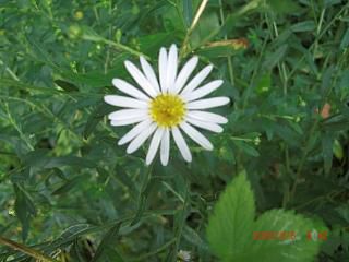 ◆路傍の花　　＠＠＠＠
