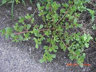 ◆山形県人は雑草を食べる　　＠＠＠＠