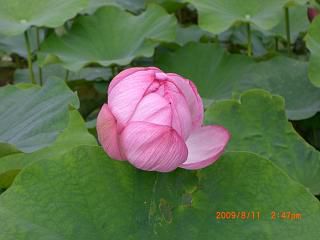 ◆高畠歴史公園のはす　　満開です。　　＠＠＠＠
