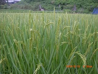 ◆稲穂が垂れてきつつあります。　　　＠＠＠＠
