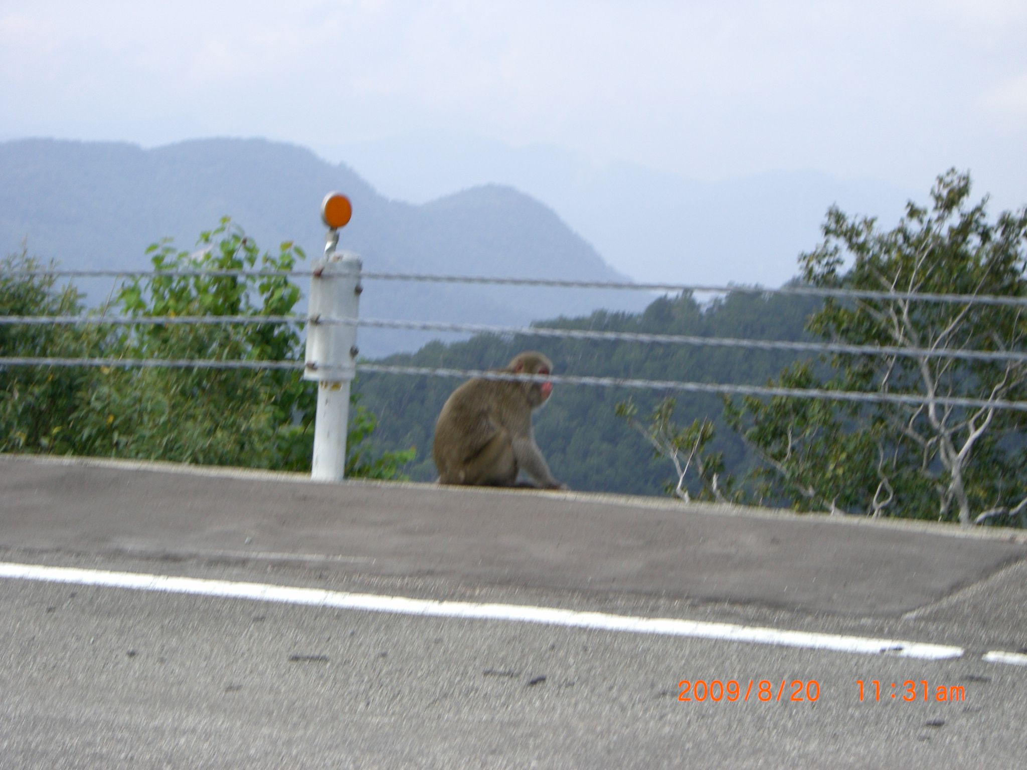 ◆猿の家族と遭遇　　＠＠＠＠