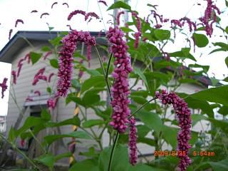 ◆秋の草花　　　＠＠＠＠